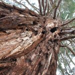 Veduta dal basso che consente di apprezzare la notevole altezza del tronco